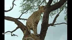 Cheetahs on a cheetah reserve in Namibia News Clip