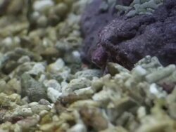 Underwater Fish in cave Stock Footage