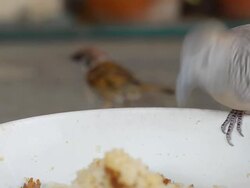 close up : Zebra dove and Tree Sparrow on bowl Stock Footage