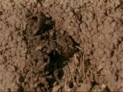 T/L - MCU aerial view of straw/dry dung being covered with mud by termites, mud drying out, Mana Pools, Zimbabwe Stock Footage