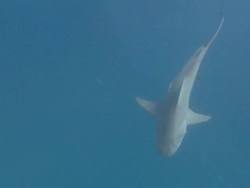 MS TS Shot of Bull shark taking bait in blue / Playa del Carmen, Isla Mujeres, Mexico Stock Footage