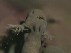 Tadpole of Common Frog (Rana temporaria) with gills Stock Footage