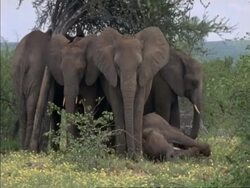 WA family of African Elephants, Loxodonta africana, under a tree with baby on the floor, adult looks to camera, Botswana, Africa Stock Footage