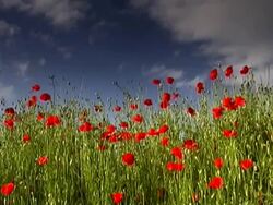 Poppies Stock Footage