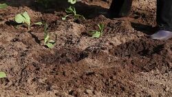 Farmer planting seedlings of cabbage Stock Footage