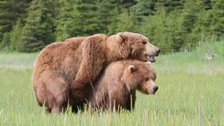 Brown (Grizzly) bears mating, Lake Clark National Park, Alaska. Stock Footage