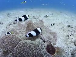 Anemon Fish Nemo Stock Footage