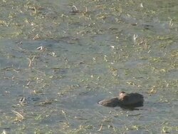 River rat 22  1080/60i Stock Footage