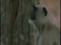 CU Hanuman Langur, Semnopithecus entellus, at bottom of tree trunk, Bandhavgarh National Park, India Stock Footage