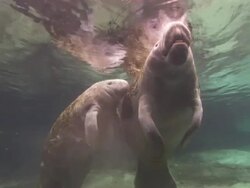 Manatees surfacing, sucking, Audio, Florida, North Atlantic Ocean  Stock Footage