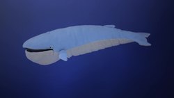 TED-ED: Why are blue whales so enormous? - Asha de Vos Instructional Video