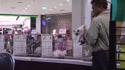 CLEAN : Thailand cats contest aims to promote black cats News Clip