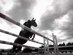 HD Super Slow-Mo: Professional Show Jumping Stock Footage