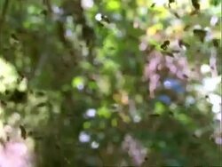 Robber bee (Lestrimelitta limao) WA swarm of bees in flight, Panama, Central America Stock Footage