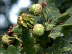 CU Tilt down, Acorns and Galls of Common English/Pedunculate Oak (Quercus robur), UK Stock Footage