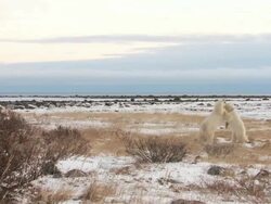 WS PAN Two polar bear fighting each other in arctic landscape / Churchill, Manitoba, Canada Stock Footage