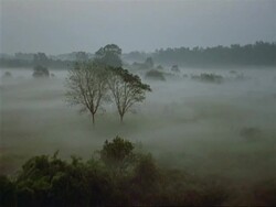 WA High angle, Mist shrouding Mangrove swamp valley, Sunderbans, India Stock Footage
