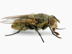 Sucking Fly Stock Footage