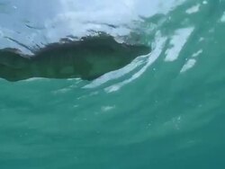 MS POV Monitor lizard swimming  / Pulau Tiga, Sabah, Malaysia   Stock Footage