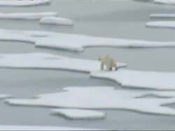 Polar Bears on melting ice floes in The Arctic Stock Footage