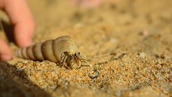 close up: colorless hermit crab in escargot walks Stock Footage