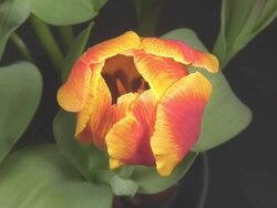 Blooming tulip Stock Footage