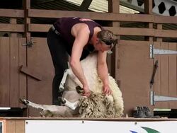 DISPLAY OF HAND BLADE SHEARING ON SHEEP Stock Footage