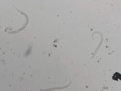 Parasite : Strongeroides stercolaris Stock Footage