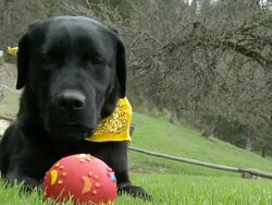 HD SLOW-MOTION: Dog grab a ball Stock Footage