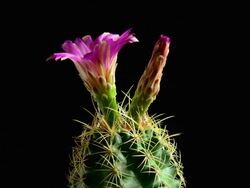 Cactus flower opening Stock Footage
