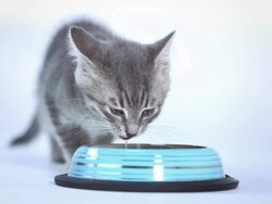 HD: Kitten Drinking Milk Stock Footage