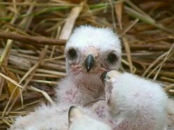 Marsh Harrier Chicks Stock Footage