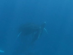 Humpback Whales Stock Footage