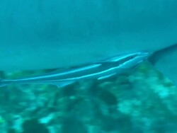 Remora by pectoral fin, Grey reef shark, Carcharhinus amblyrhynchos, near seabed, Bahamas  Stock Footage