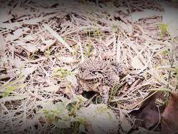 Frog Stock Footage