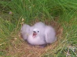 A Northern Fulmar chick spits from its grassy nest in Iceland. Stock Footage