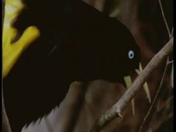 CU Male Cacique displaying, South America Stock Footage