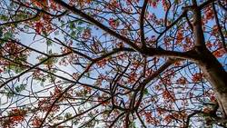 Time Lapse of cloud moving over the Peacock flower Stock Footage