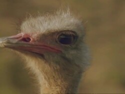 Ostrich (Struthio camellus) male head, Namaqualand, South Africa Stock Footage