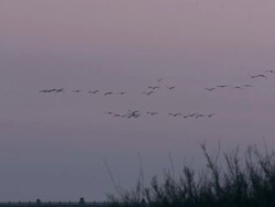 Flock of European Cranes (Grus grus) flying against dawn sky and then over wetland, Dehesa, Extremadura, Spain Stock Footage