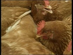 Authorities destroy chickens News Clip