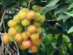 Rambutan Stock Footage