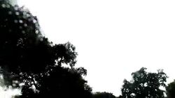 Driving through forest in rainy season Stock Footage