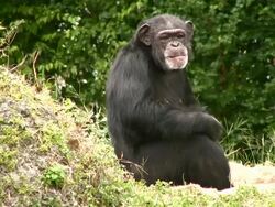 Chimp Thinking Stock Footage