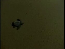 Olive Ridley turtle (Lepidochelys olivacea); juvenile crossing sand, top shot at night. India Stock Footage