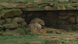 Polar bears in Yorkshire Wildlife Park News Clip