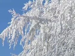 HD: Snow bending the branches. Stock Footage