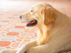 Cute Face Golden Retriever Dog Stock Footage