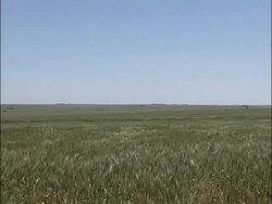 WA view across vast green wheat field, rippling in wind, distant horizon, blue sky, USA Stock Footage