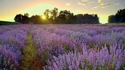 DS Field of lavender at sunrise Stock Footage